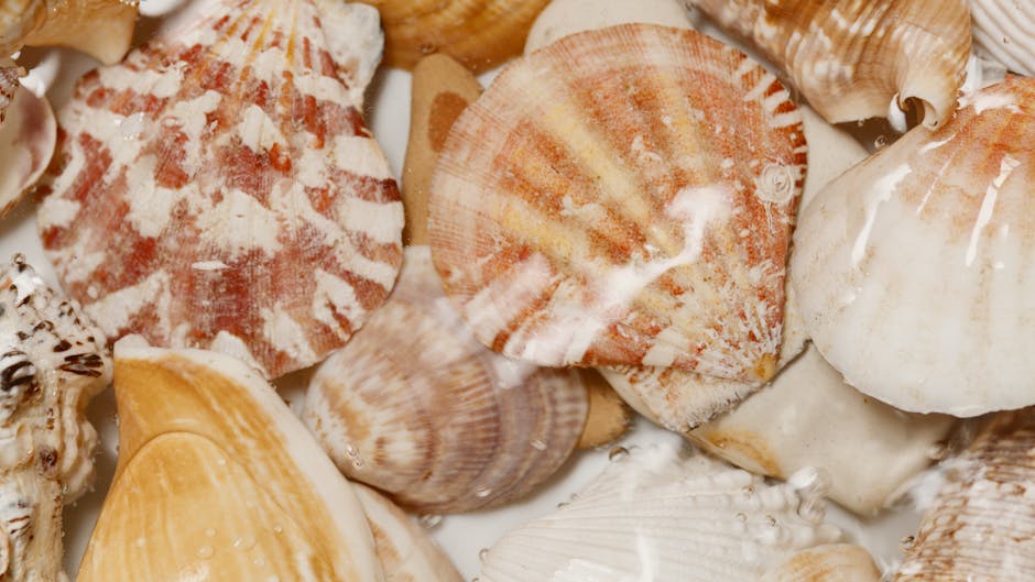 A close-up view of a collection of seashells displaying various shapes, sizes, and textures, arranged on a white surface. The shells include scallops with radiating ridges in shades of orange, pink, a
